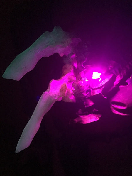 WASTELAND BONE HARNESS ARMOR