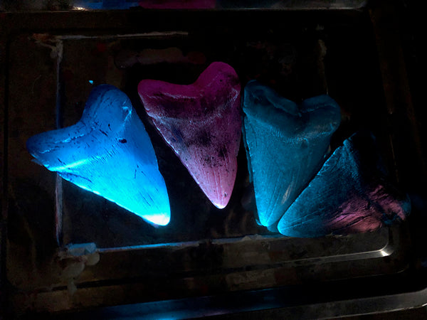 MEGALODON CAST GLOW SHARK TOOTH