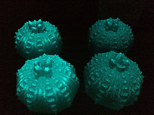 CAST URCHIN LIGHT